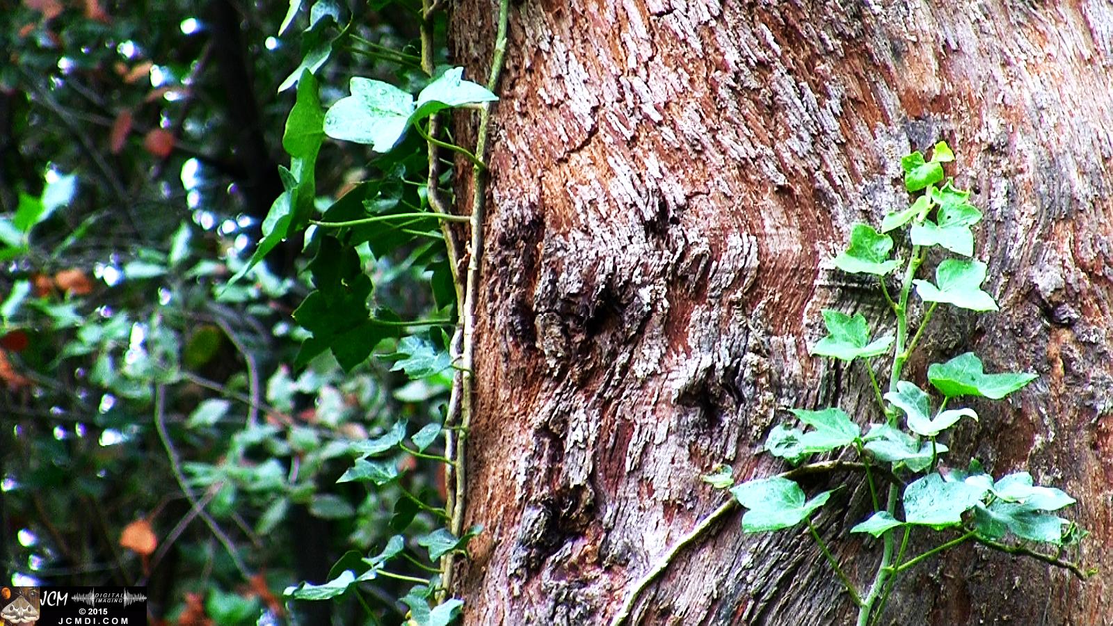 A randon tree truck shpwing bark texture and ivy foliage. JCMDI.COM